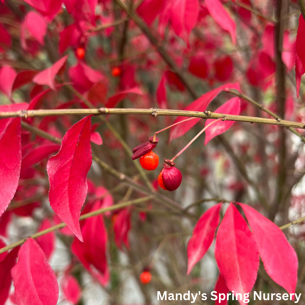 Grove Dwarf Burning Bush | Euonymus alatus