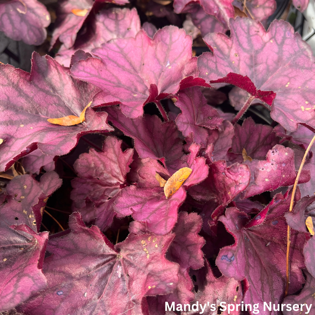 'Wild Rose' Coral Bells | Heuchera