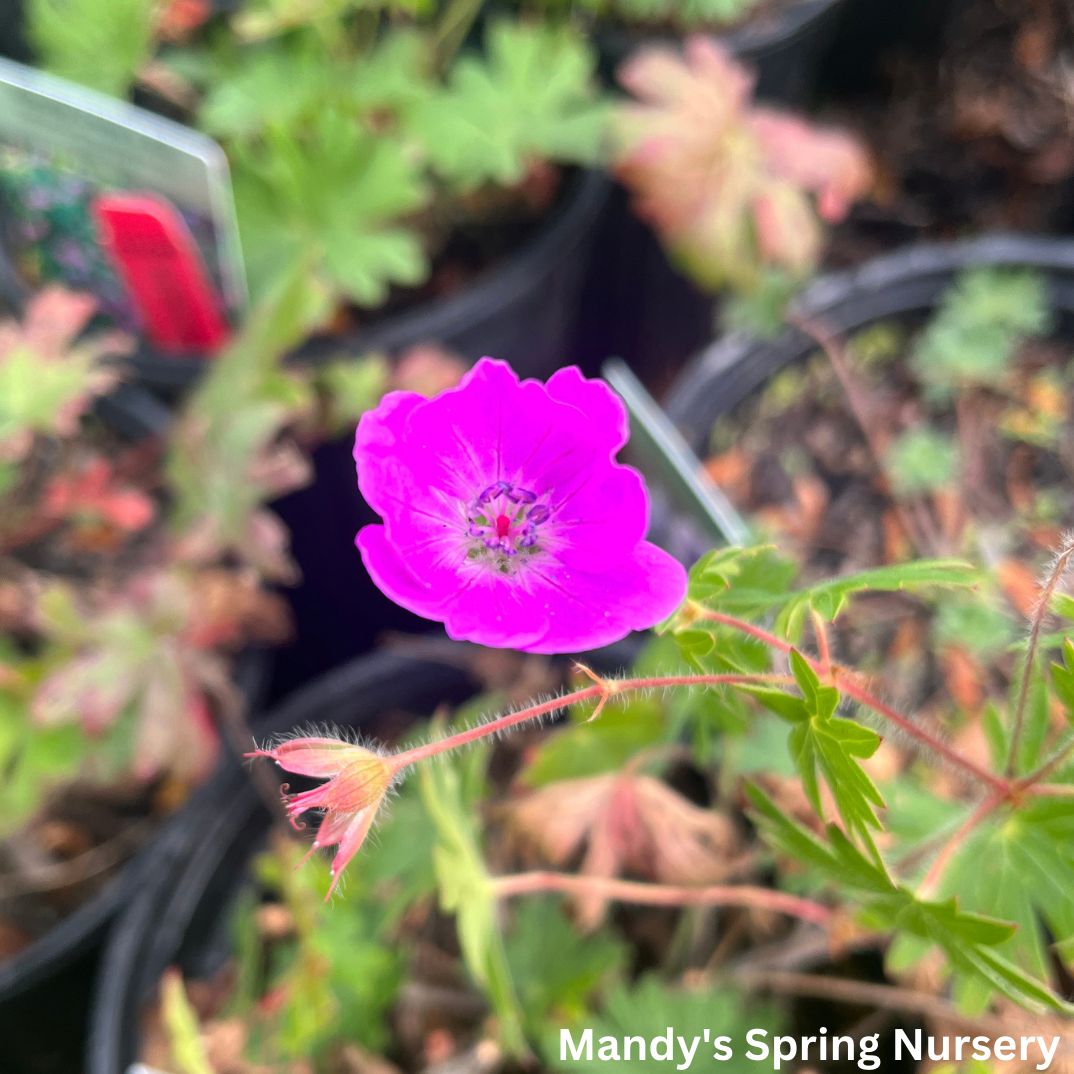 Max Frei Bloody Cranesbill | Geranium