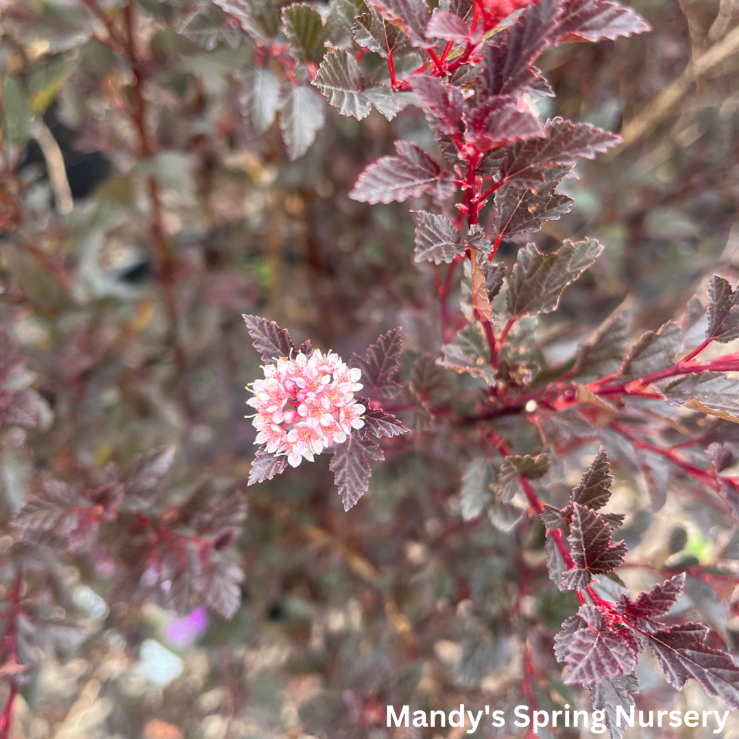 Little Devil Ninebark | Physocarpus opu.