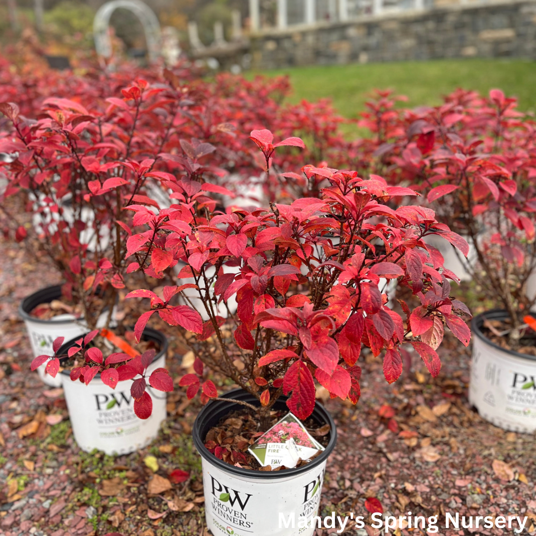 Little Quick Fire Hydrangea | Hydrangea paniculata