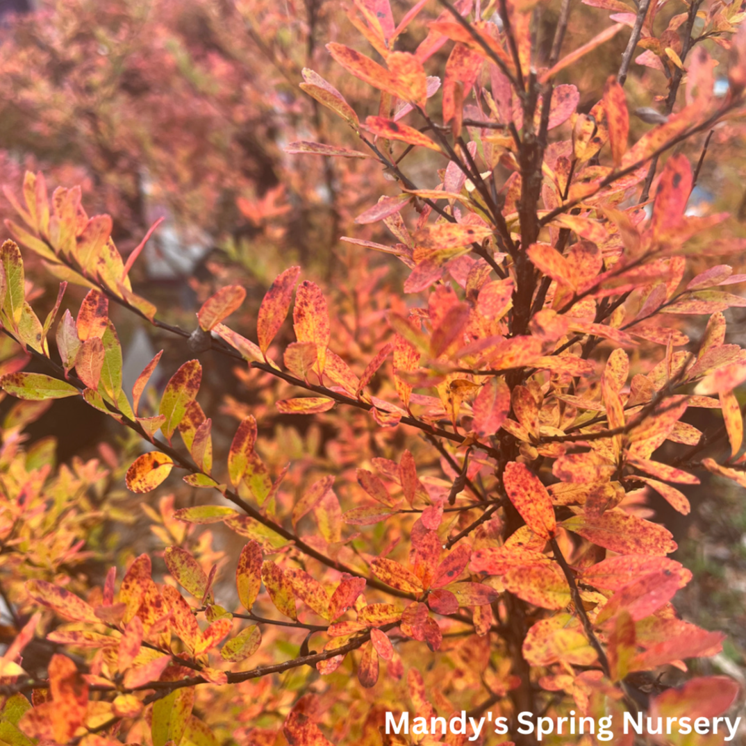 Snowmound Spirea | Spirea nipponica