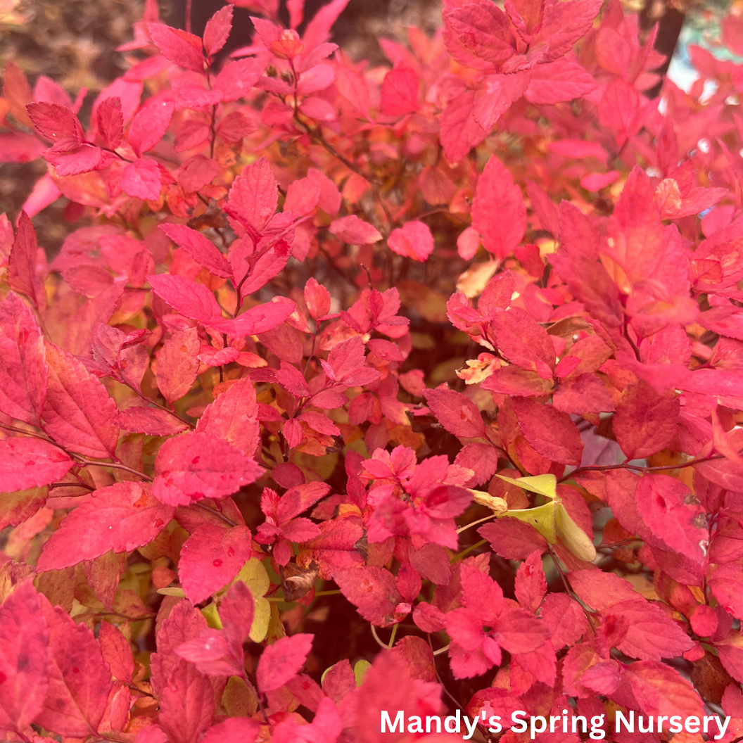 Goldmound Spirea | Spiraea japonica 'Goldmound'