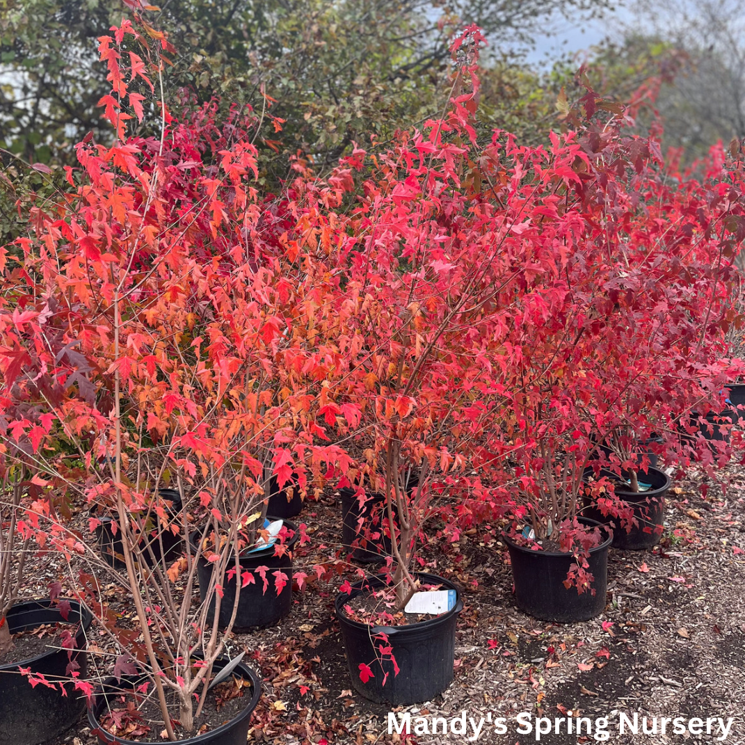 Flame Amur Maple | Acer ginnala 'Flame'