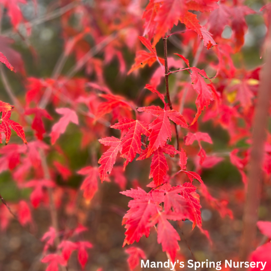 Flame Amur Maple | Acer ginnala 'Flame'