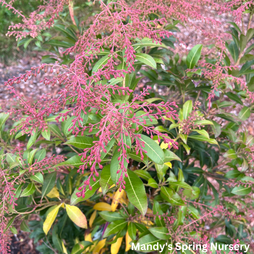 Pieris Japonica 'Mountain Fire' | Pieris japonica 'Mountain Fire'