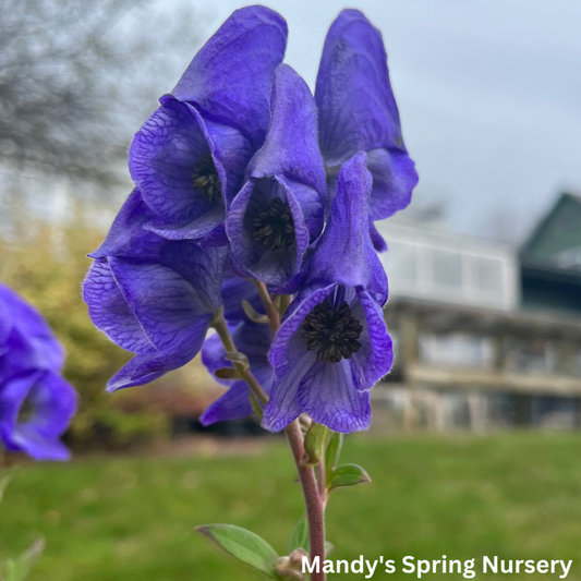 Autumn Monkshood | Aconitum