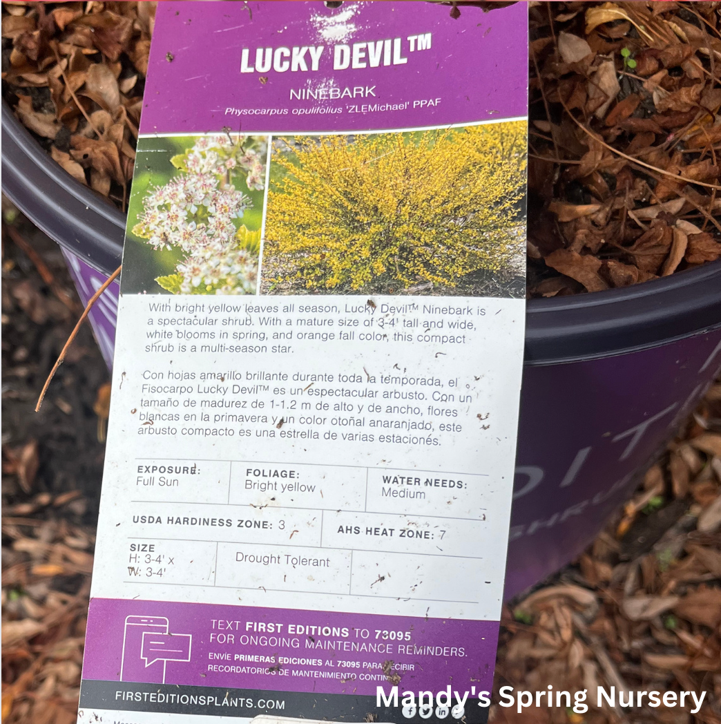 Lucky Devil Ninebark |  Physocarpus Opulifolius 'Zlemichael'