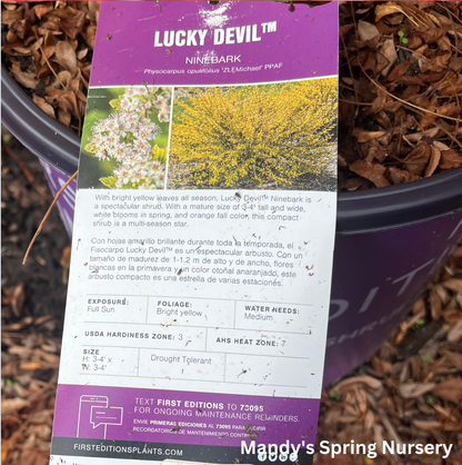 Lucky Devil Ninebark |  Physocarpus Opulifolius 'Zlemichael'