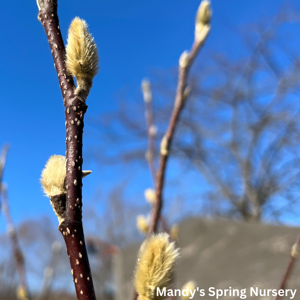 Galaxy Magnolia | Magnolia x 'Galaxy'