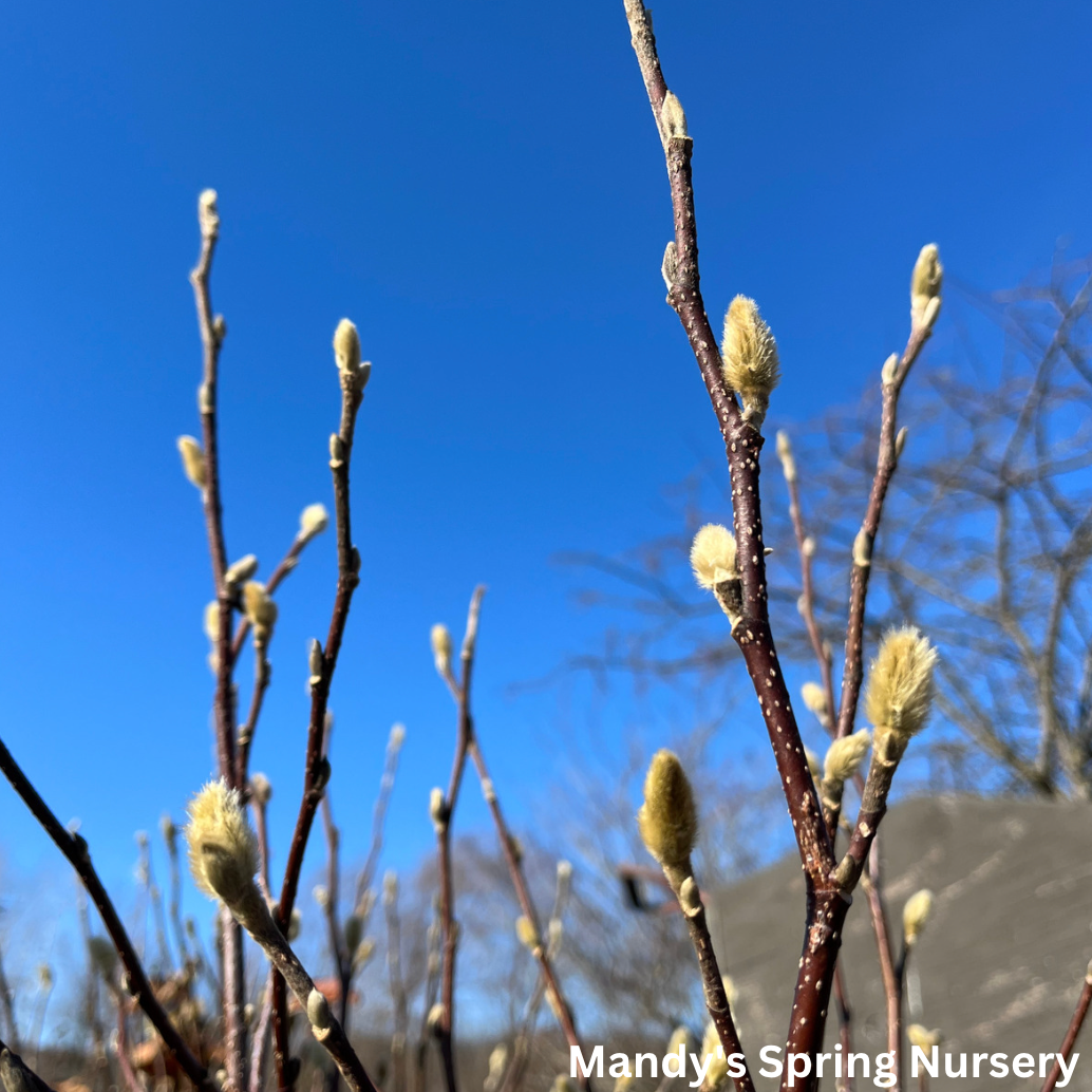 Galaxy Magnolia | Magnolia x 'Galaxy'