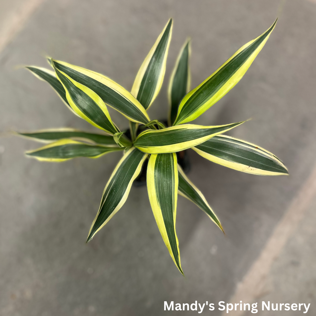 Lucky Bamboo | Dracaena Sanderiana