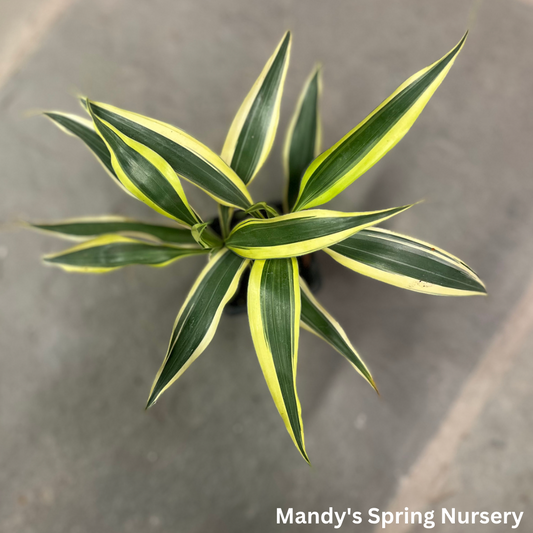 Lucky Bamboo | Dracaena Sanderiana