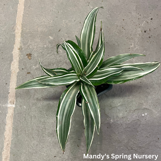 Dracaena 'White Jewel'