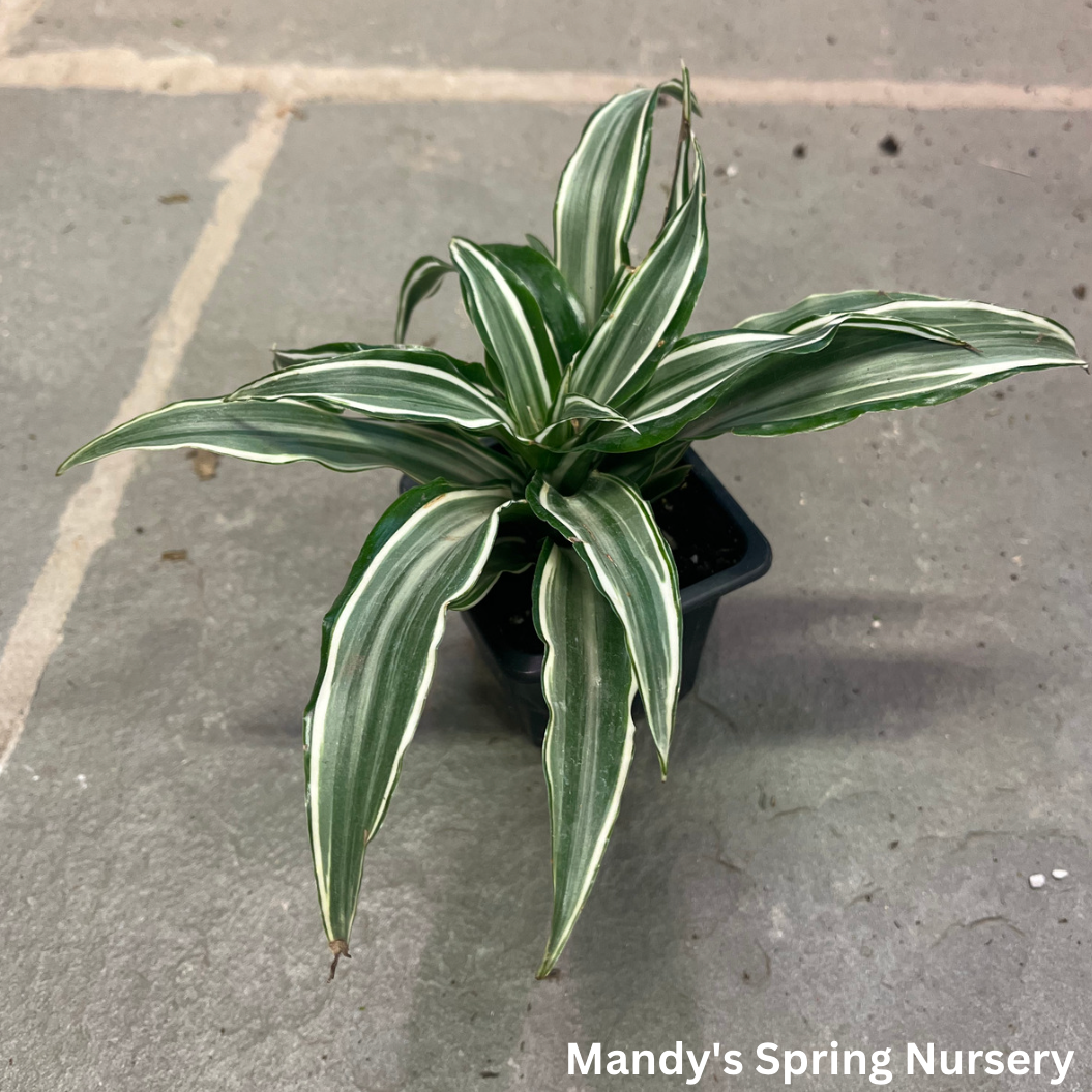 Dracaena 'White Jewel'