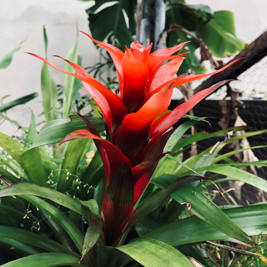 Guzmania Bromeliad | Guzmania spp.