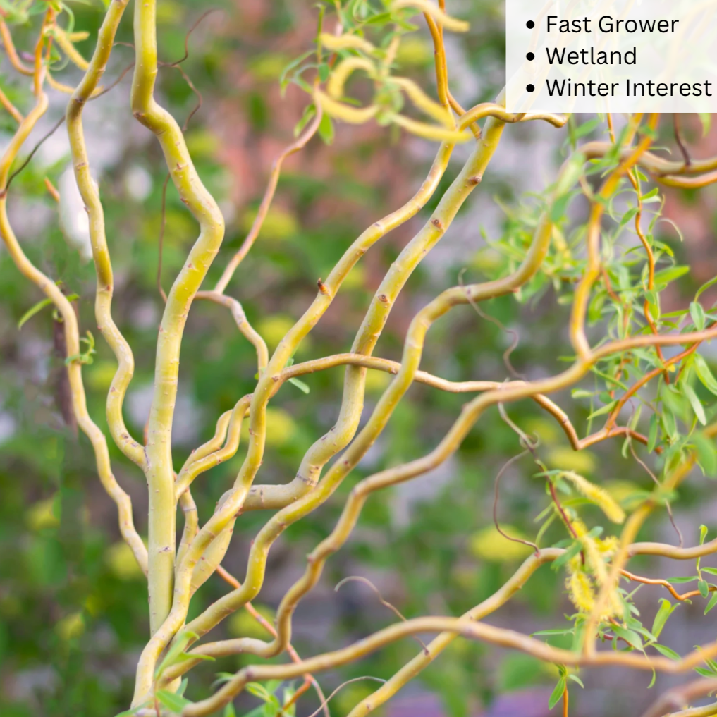 Golden Curls Corkscrew Willow