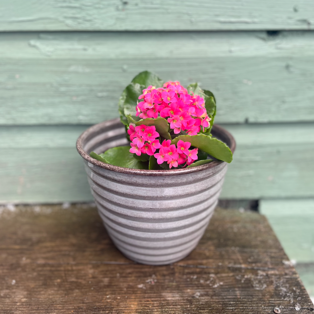 Grey Decorative Pot - Avery - Pebblewood