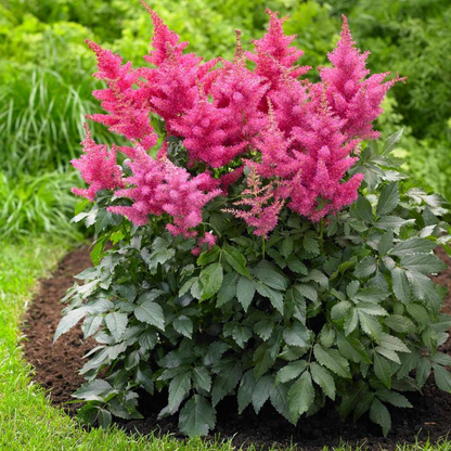 Music™ Drum & Bass Astilbe | Astilbe chinensis