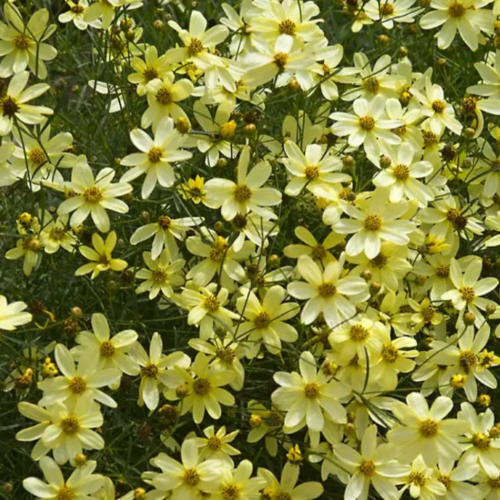 Moonbeam Tickseed | Coreopsis verticillata