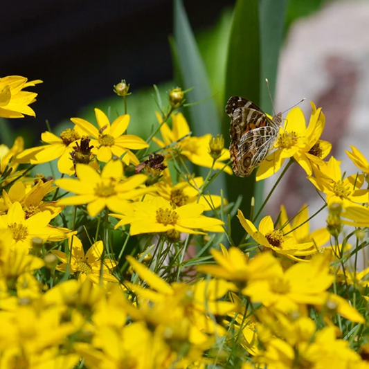 Moonbeam Tickseed | Coreopsis verticillata