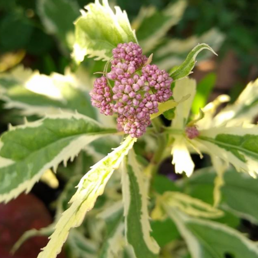 'Pink Frost' Joe Pye Weed | Eupatorium