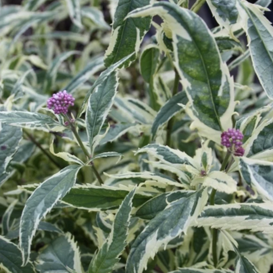 'Pink Frost' Joe Pye Weed | Eupatorium