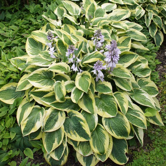 'Brim Cup' Hosta