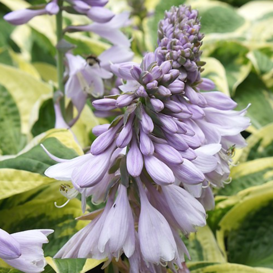 'Brim Cup' Hosta