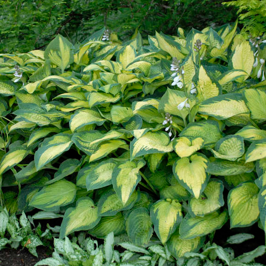 'Paul's Glory' Hosta