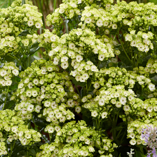 'Orchid Green' Tall Garden Phlox