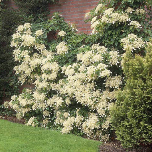 Climbing Hydrangea | Hydrangea anomala subsp. petiolaris