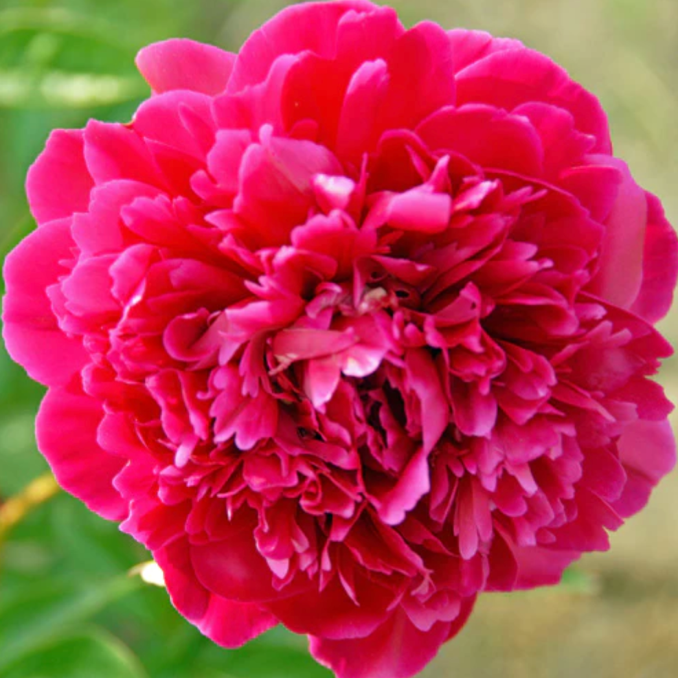 'Karl Rosenfield' Peony