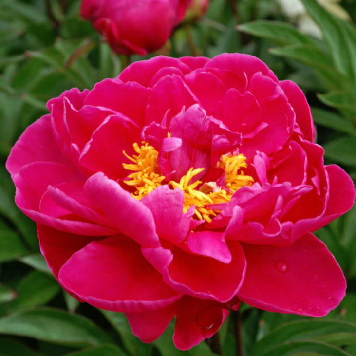 'Karl Rosenfield' Peony