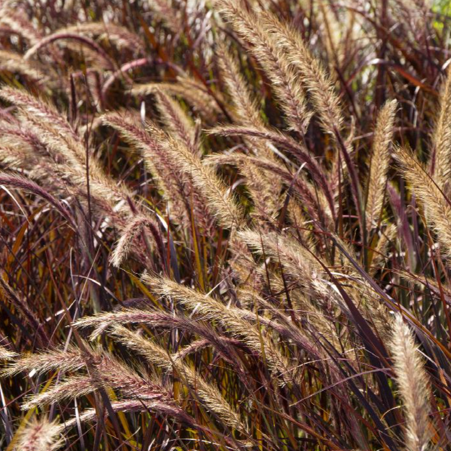 Annual Purple Fountain Grass | Pennisetum setaceum ‘Rubrum’