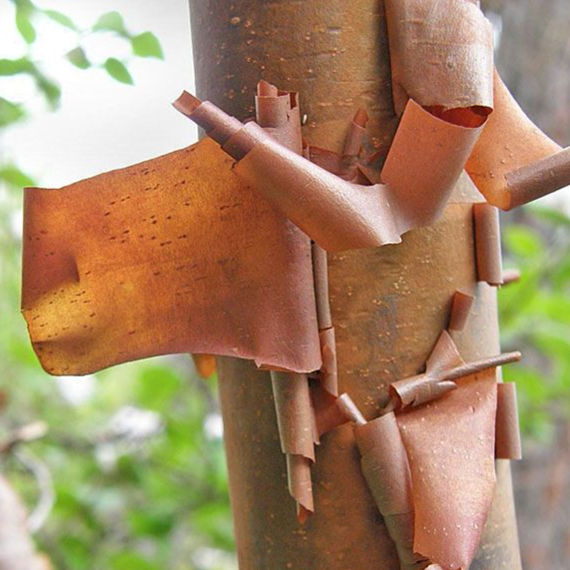 Paperbark Maple | Acer Griseum