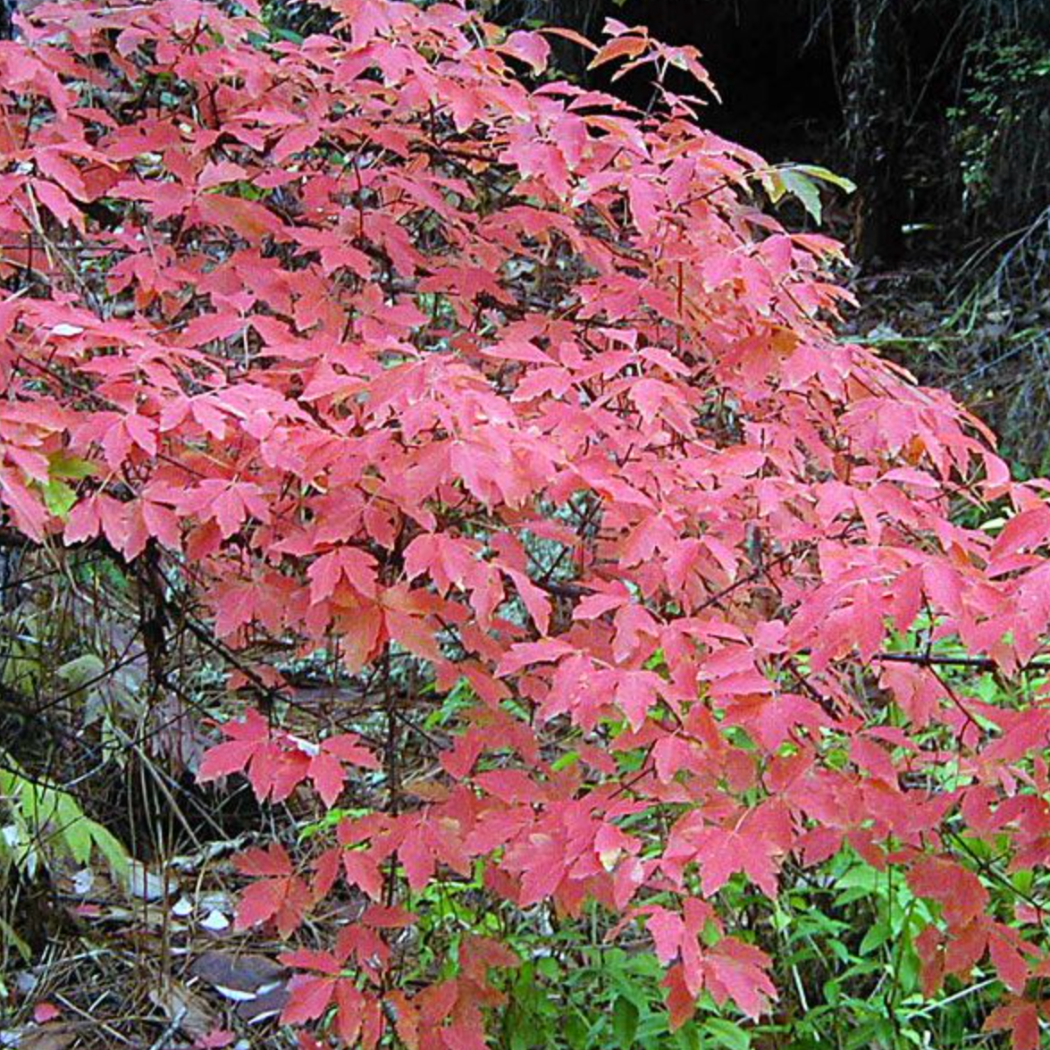 Paperbark Maple | Acer Griseum