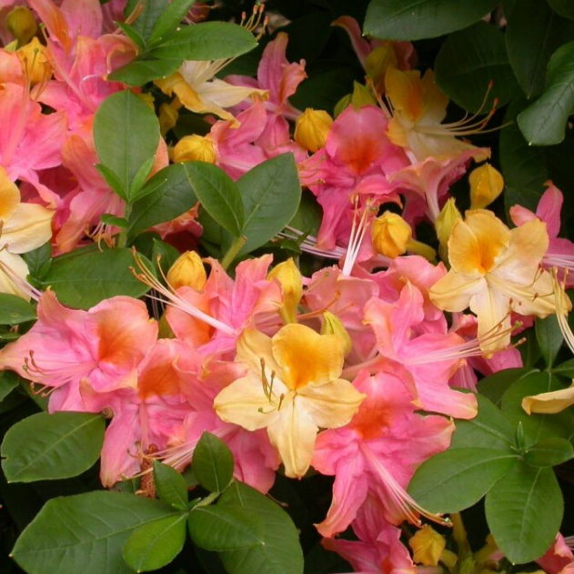 'Garden Rainbow' Azalea