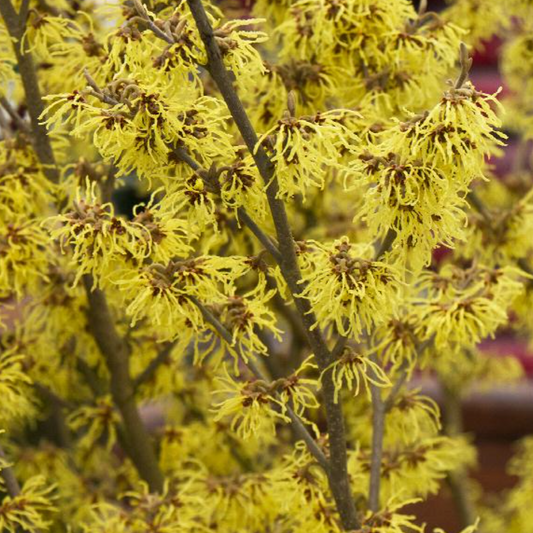 'Arnold Promise' Witch Hazel | Hamamelis x intermedia