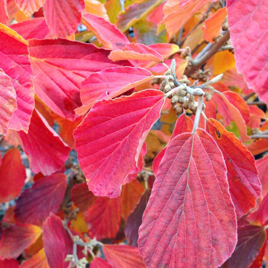 'Arnold Promise' Witch Hazel | Hamamelis x intermedia