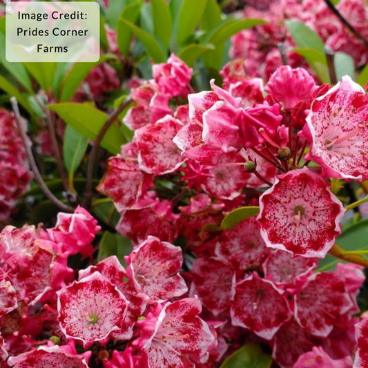 'Kaleidoscope' Mountain Laurel | Kalmia Latifolia