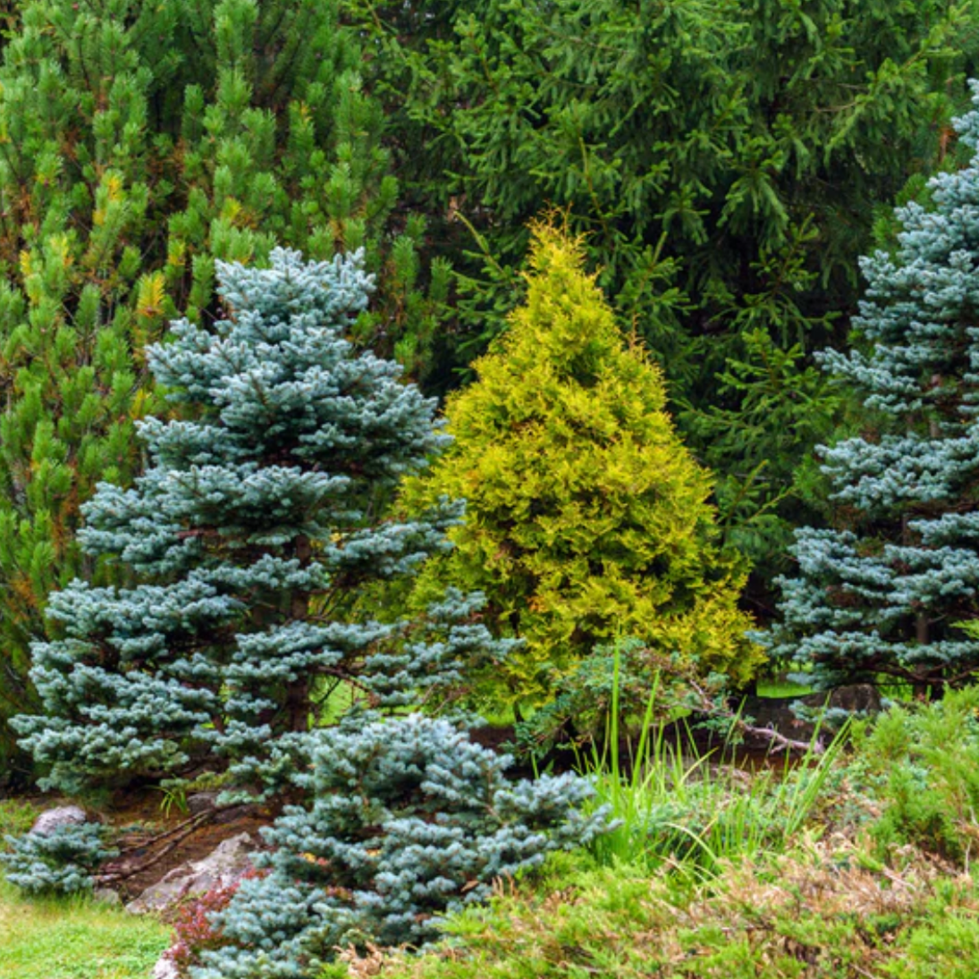 Baby Blue Spruce | Picea pungens 'Baby Blue'