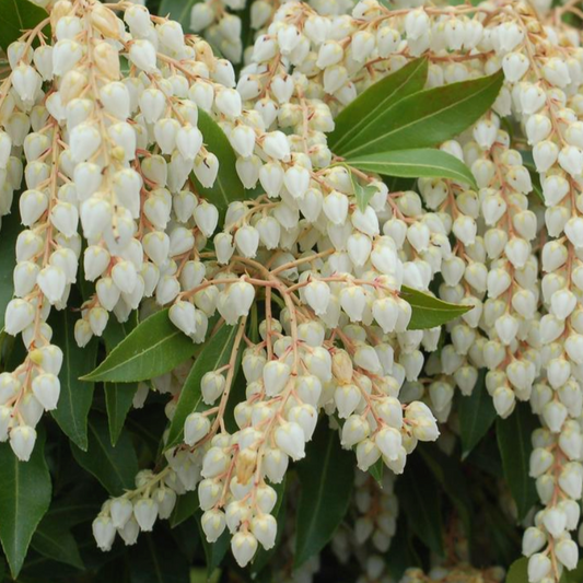 Pieris Japonica 'Compacta' | Pieris japonica 'Compacta'