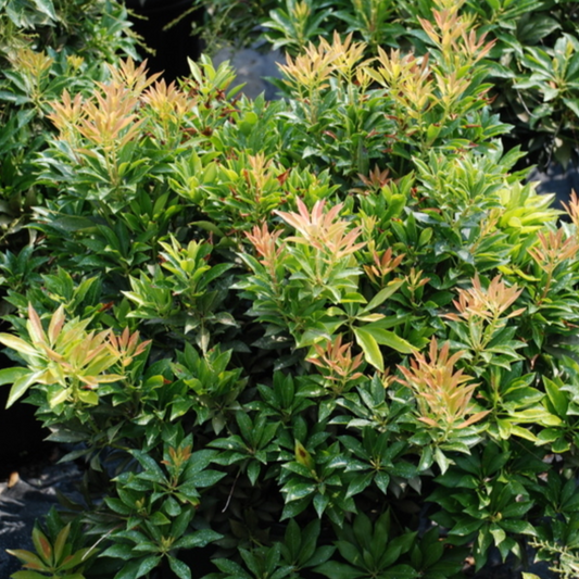 Pieris Japonica 'Compacta' | Pieris japonica 'Compacta'