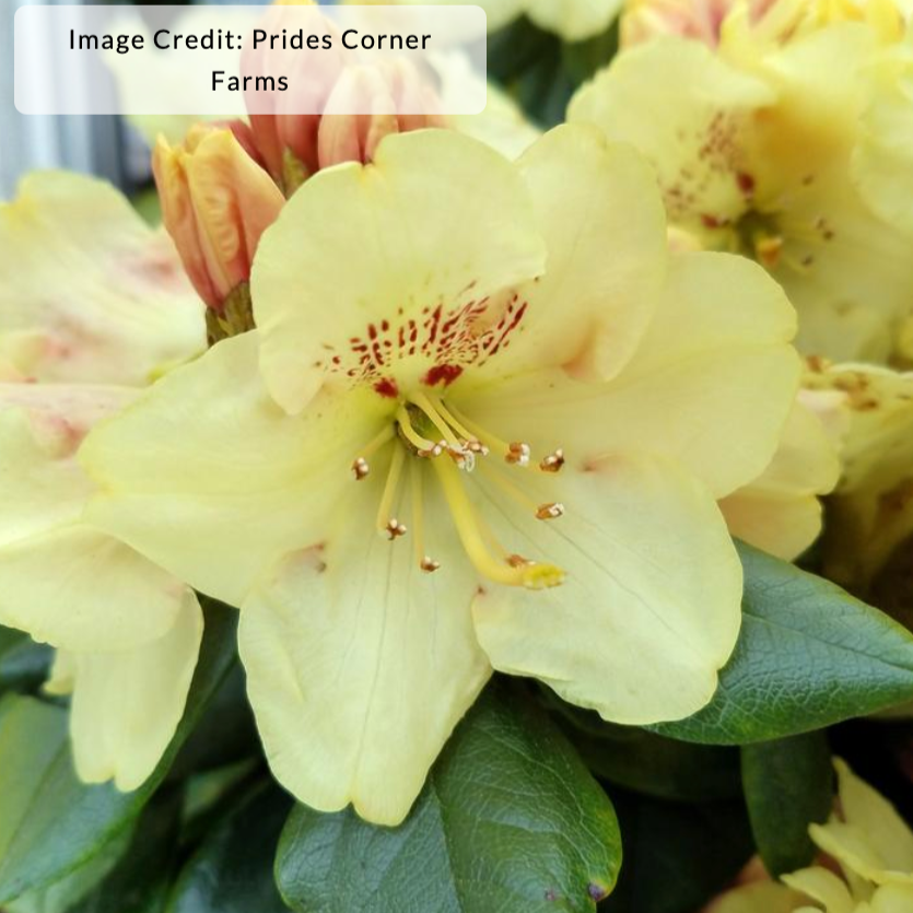 Miyama™ Gold Prinz Rhododendron | Rhododendron yakushimanum 'Goldschatz'