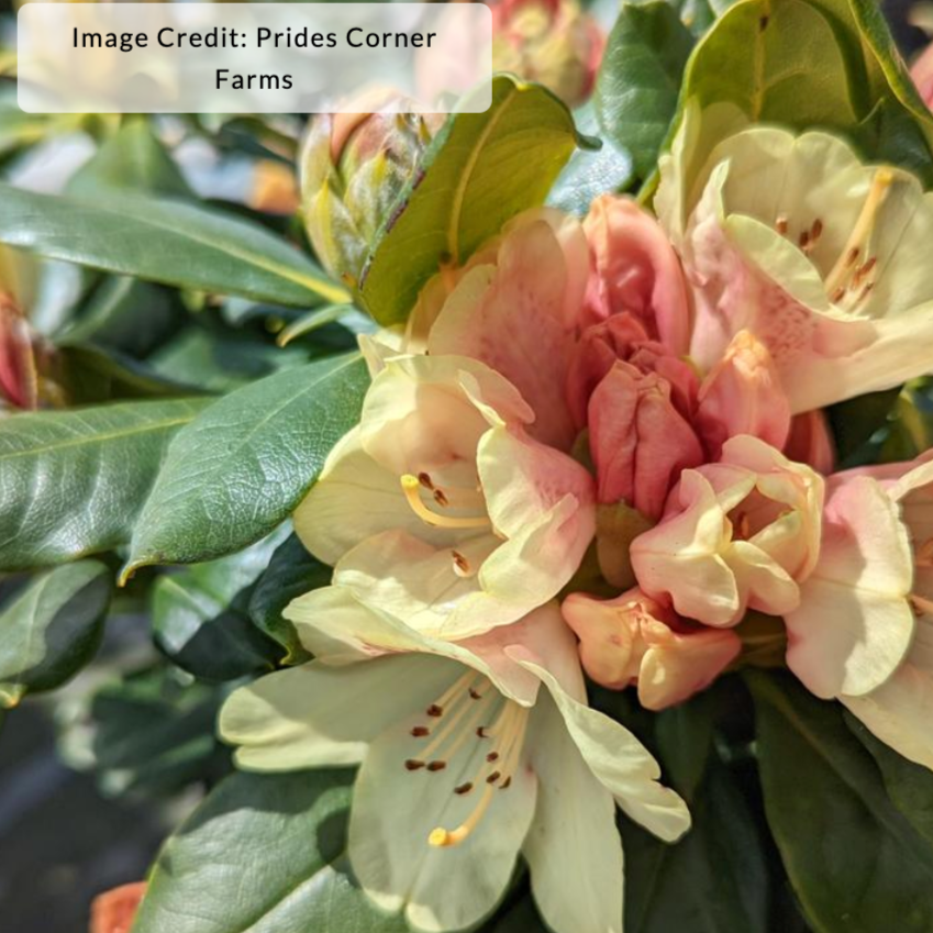 Miyama™ Gold Prinz Rhododendron | Rhododendron yakushimanum 'Goldschatz'