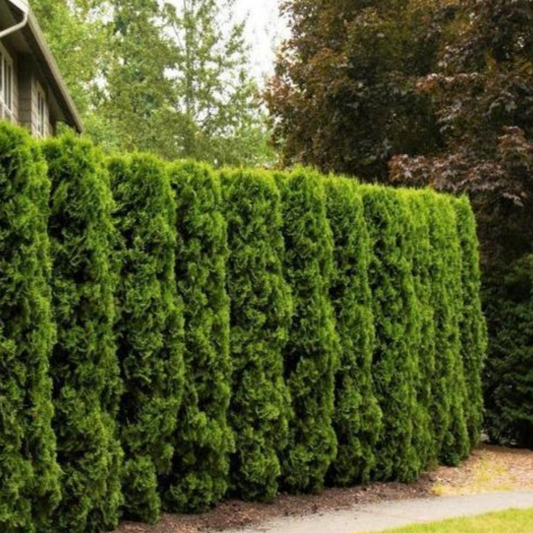 'Full Speed A Hedge' American Pillar Arborvitae | Thuja occidentalis