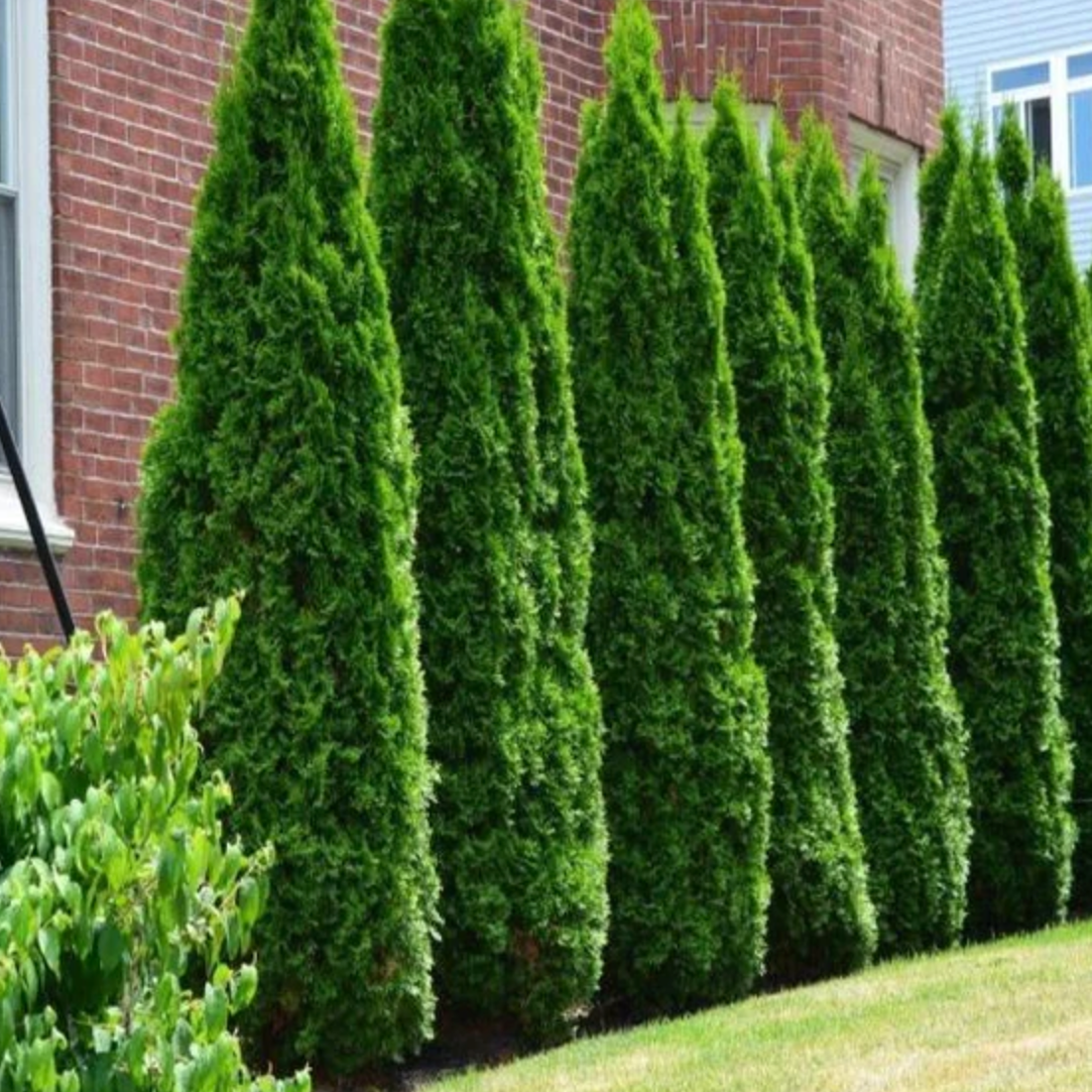 'Full Speed A Hedge' American Pillar Arborvitae | Thuja occidentalis