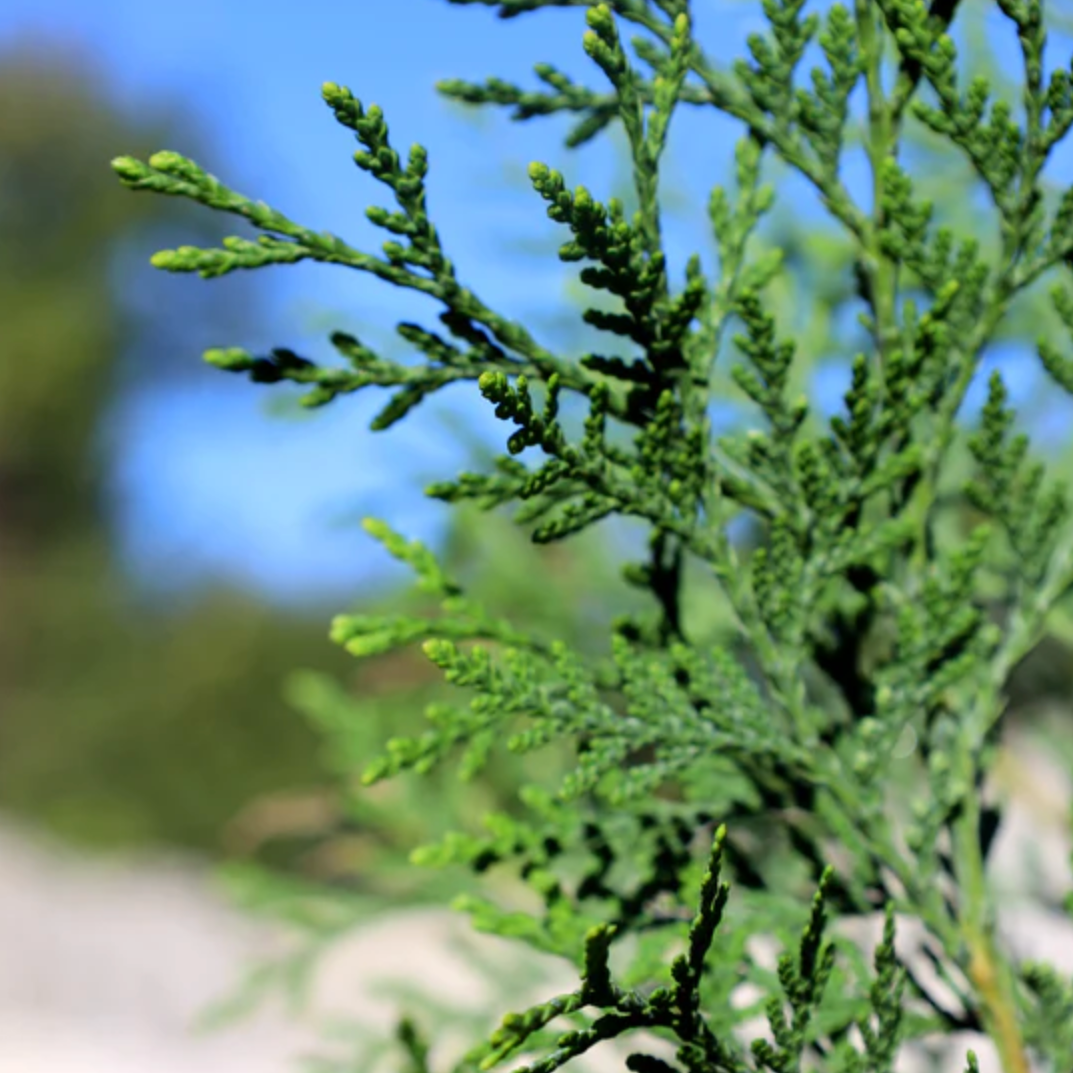 'Full Speed A Hedge' American Pillar Arborvitae | Thuja occidentalis