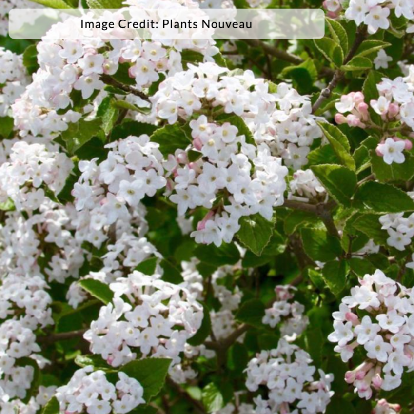 Sugar n' Spice® Koreanspice Viburnum | Viburnum carlesii